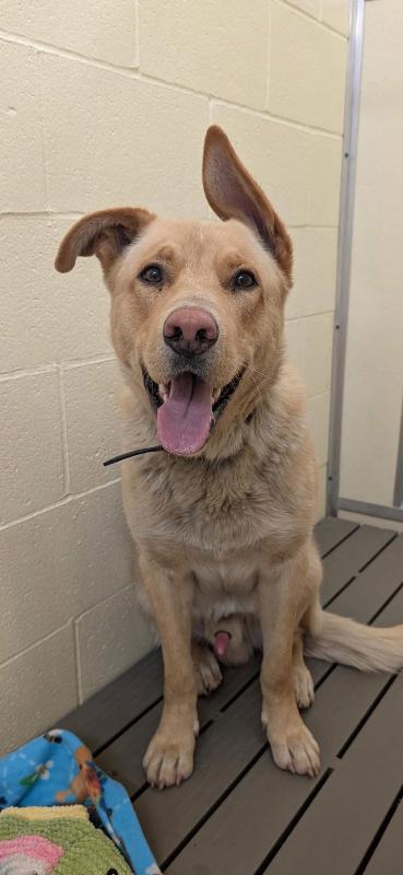 Copper, a Adoptable mixed breed in Warren, PA image 1/3