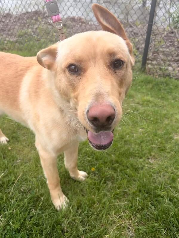Copper, a Adoptable mixed breed in Warren, PA image 2/3
