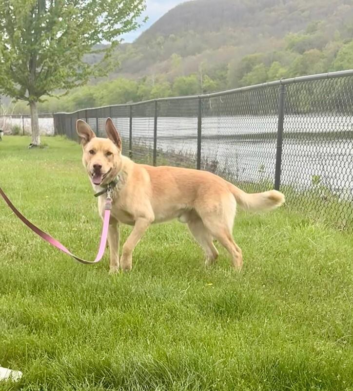 Copper, a Adoptable mixed breed in Warren, PA image 3/3