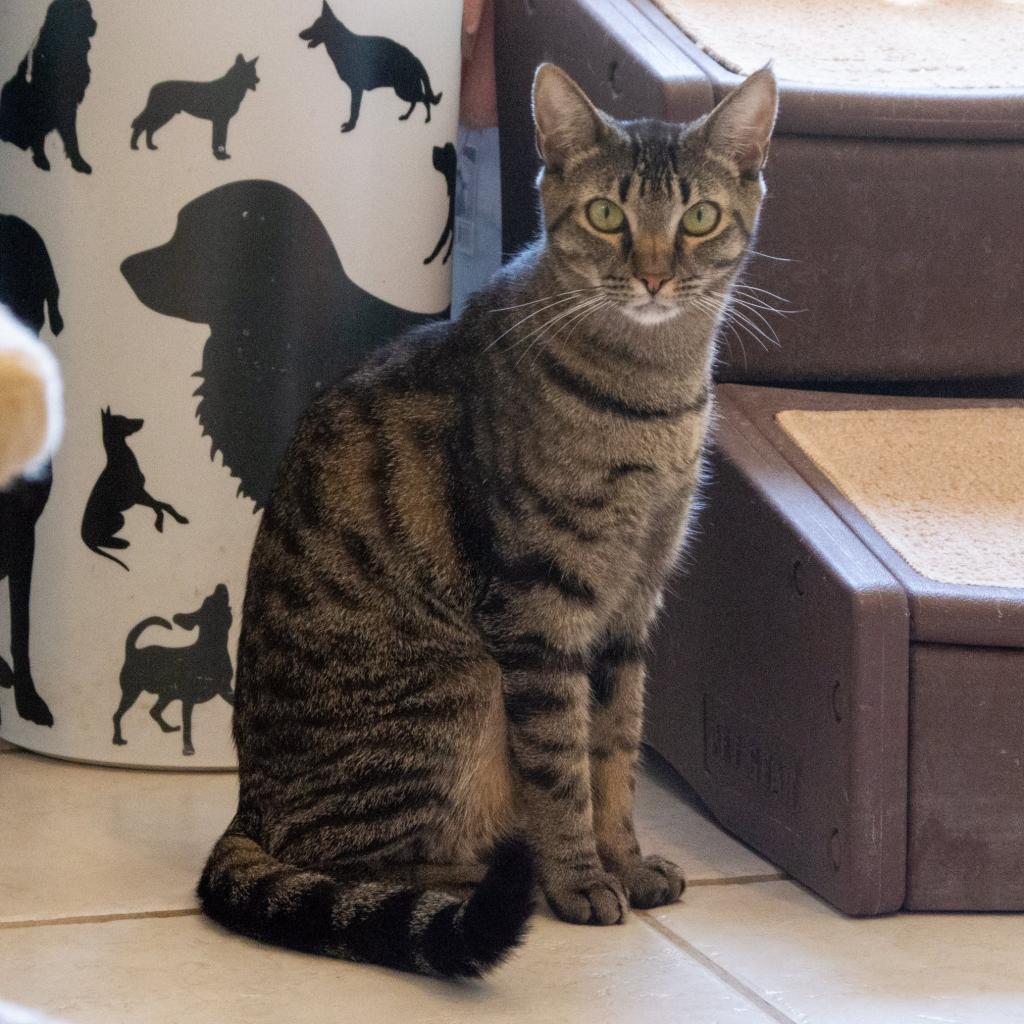 Eclaire — thumbnail 3