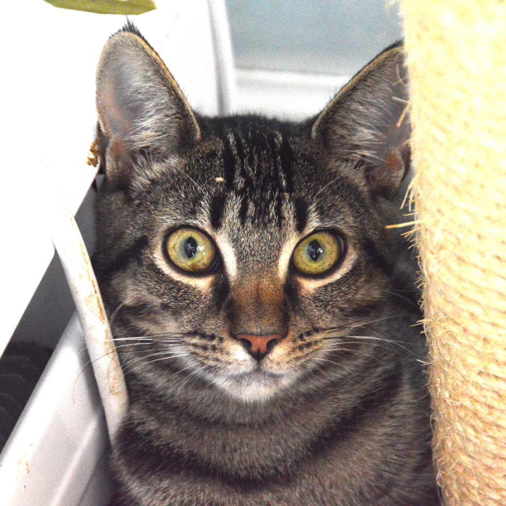 Eclaire — thumbnail 6