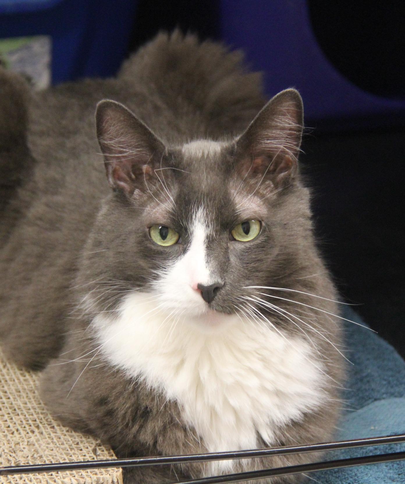 Enlarge Jack, a ADOPTABLE Domestic Medium Hair in Norton, MA image 1/1