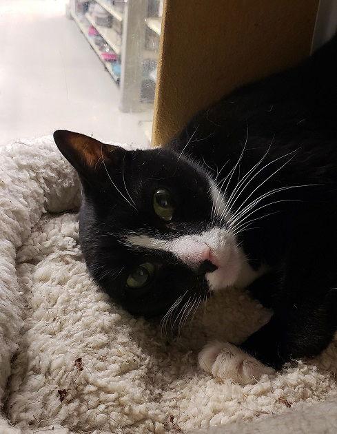 Enlarge Pipsqueak H, a Adopted Domestic Short Hair in Cary, NC image 2/2