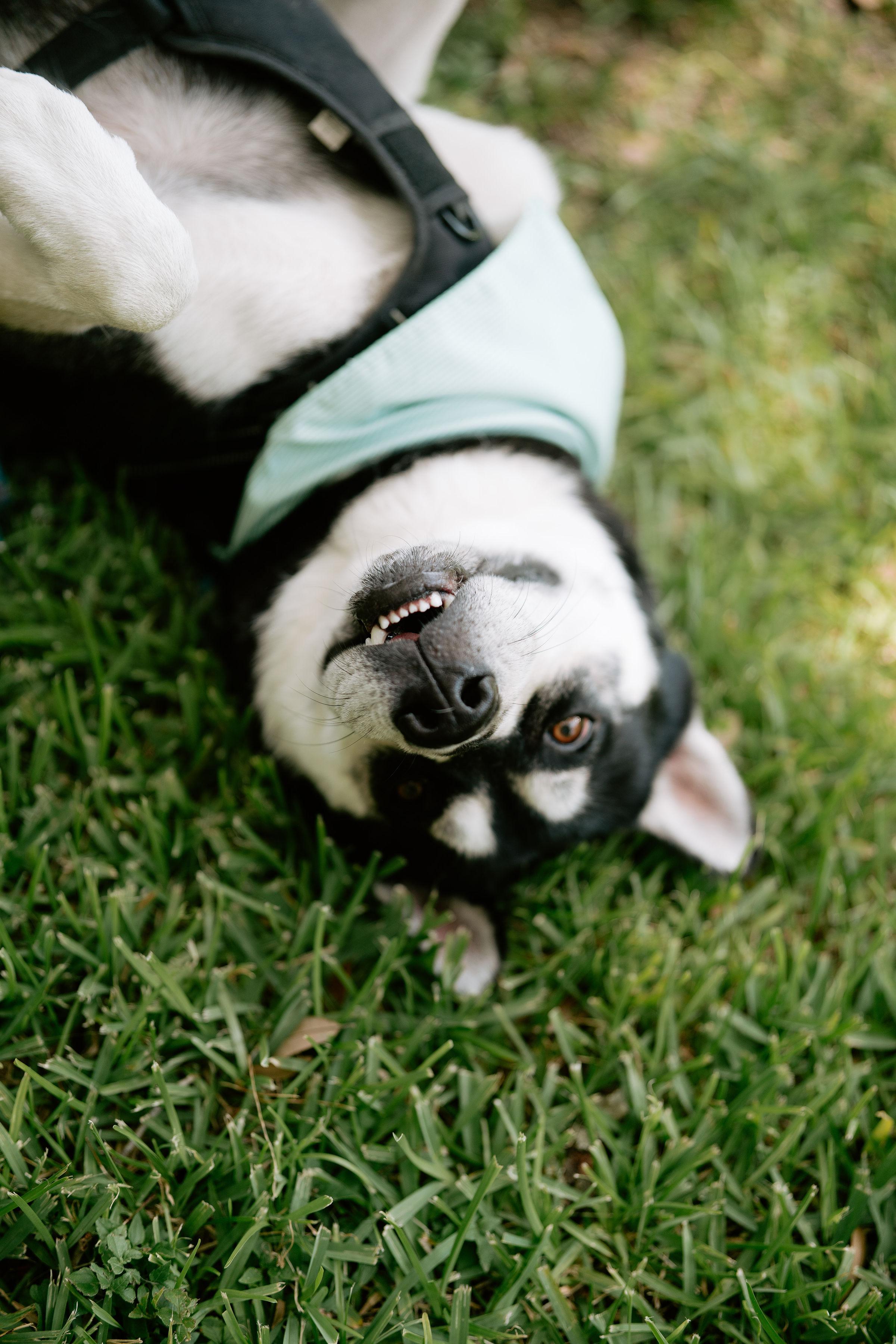 Enlarge Ace, a Adoptable mixed breed in Bozeman, MT image 3/6