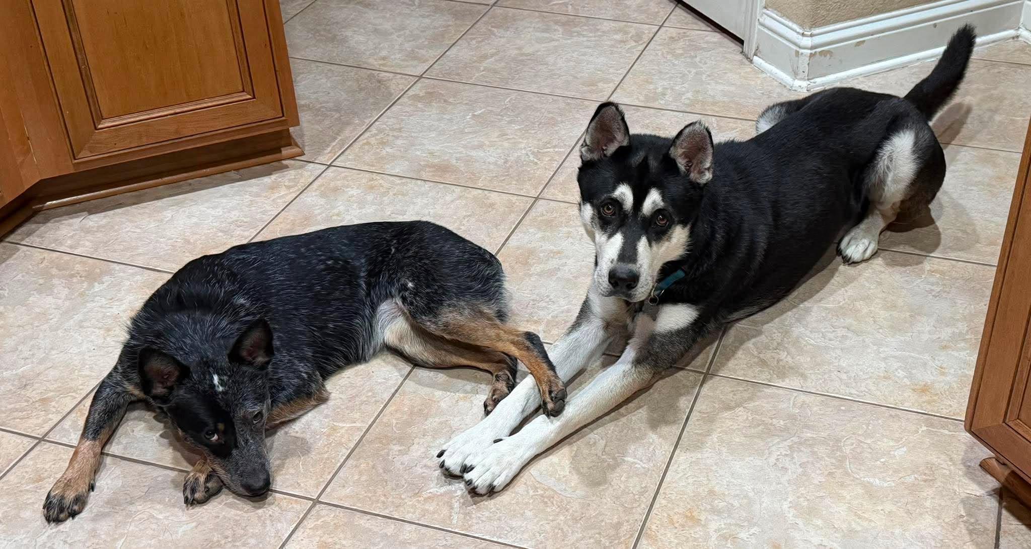 Enlarge Ace, a Adoptable mixed breed in Bozeman, MT image 2/6