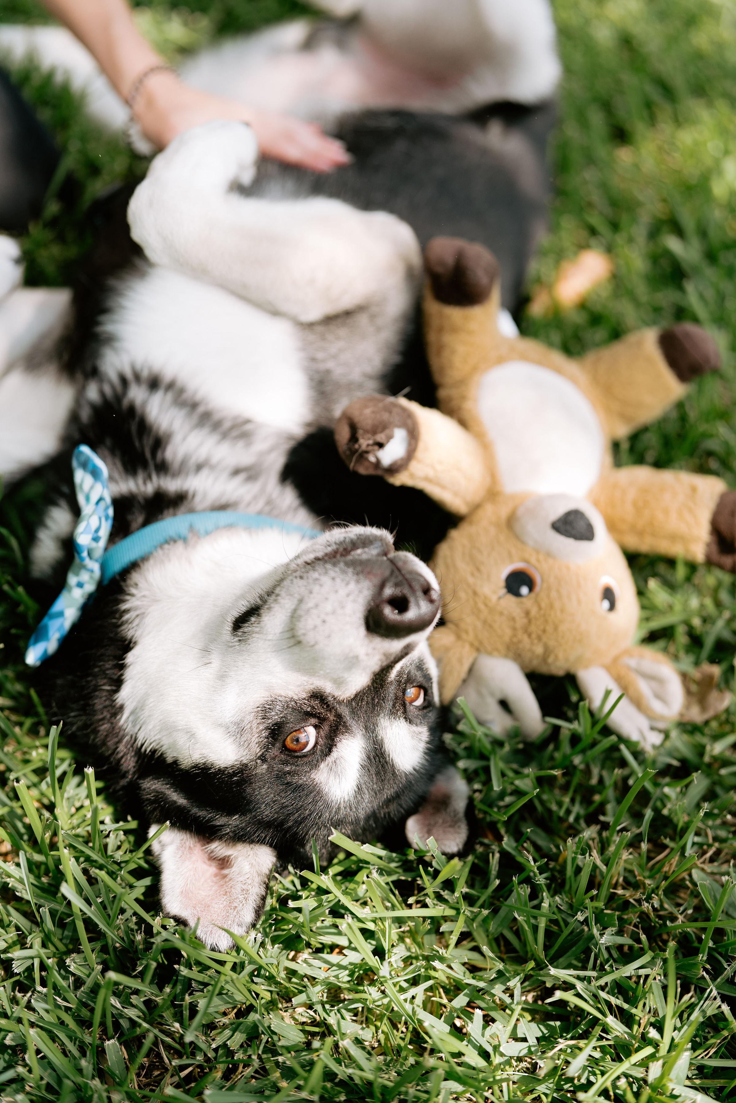 Enlarge Ace, a Adoptable mixed breed in Bozeman, MT image 4/6