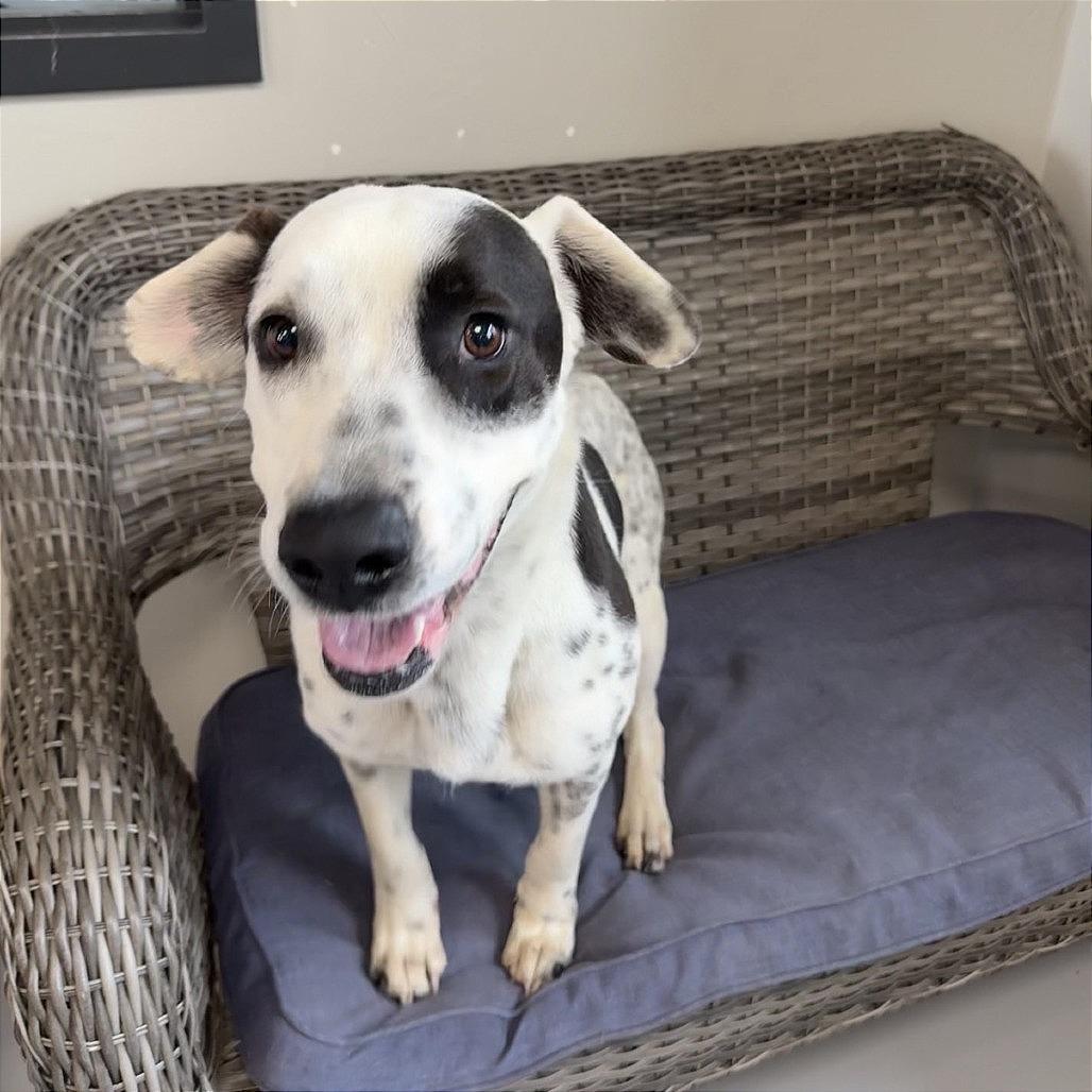 Diesel, Adoptable, Adult Male Mixed Breed.