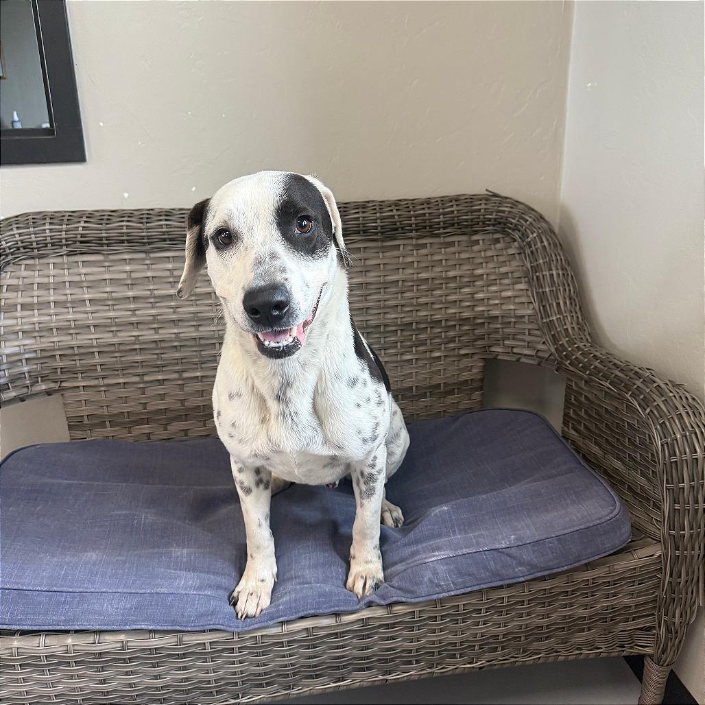 Enlarge Diesel, a Adoptable Mixed Breed in Ponca City, OK image 2/6