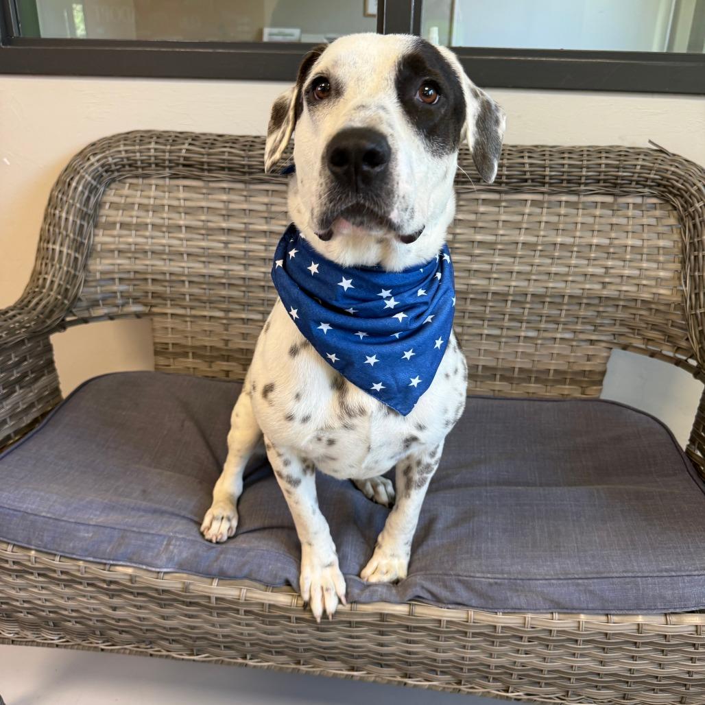 Enlarge Diesel, a Adoptable Mixed Breed in Ponca City, OK image 2/6