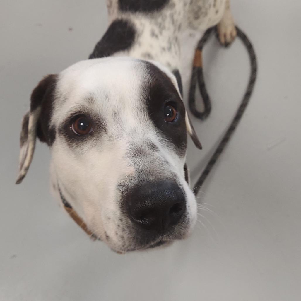 Enlarge Diesel, a Adoptable Mixed Breed in Ponca City, OK image 1/1