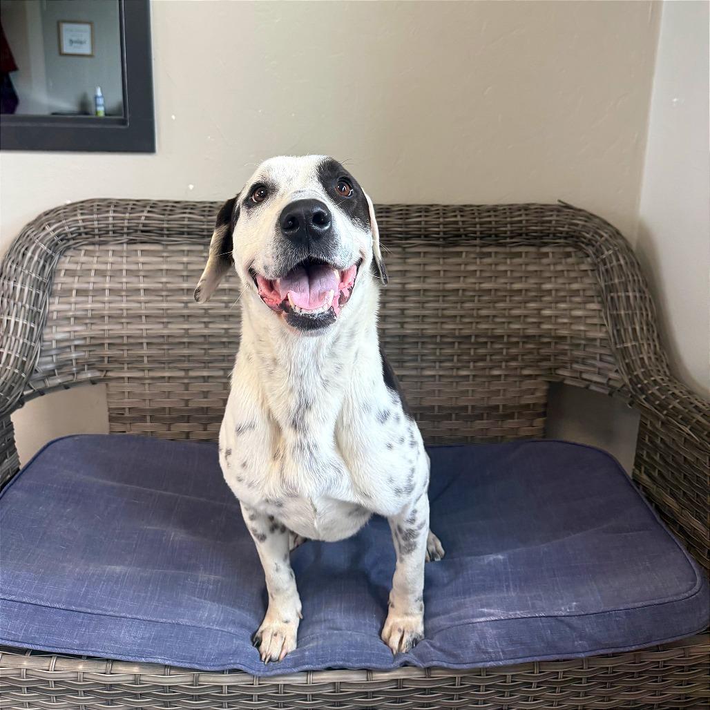 Diesel, a Adoptable Mixed Breed in Ponca City, OK image 3/6