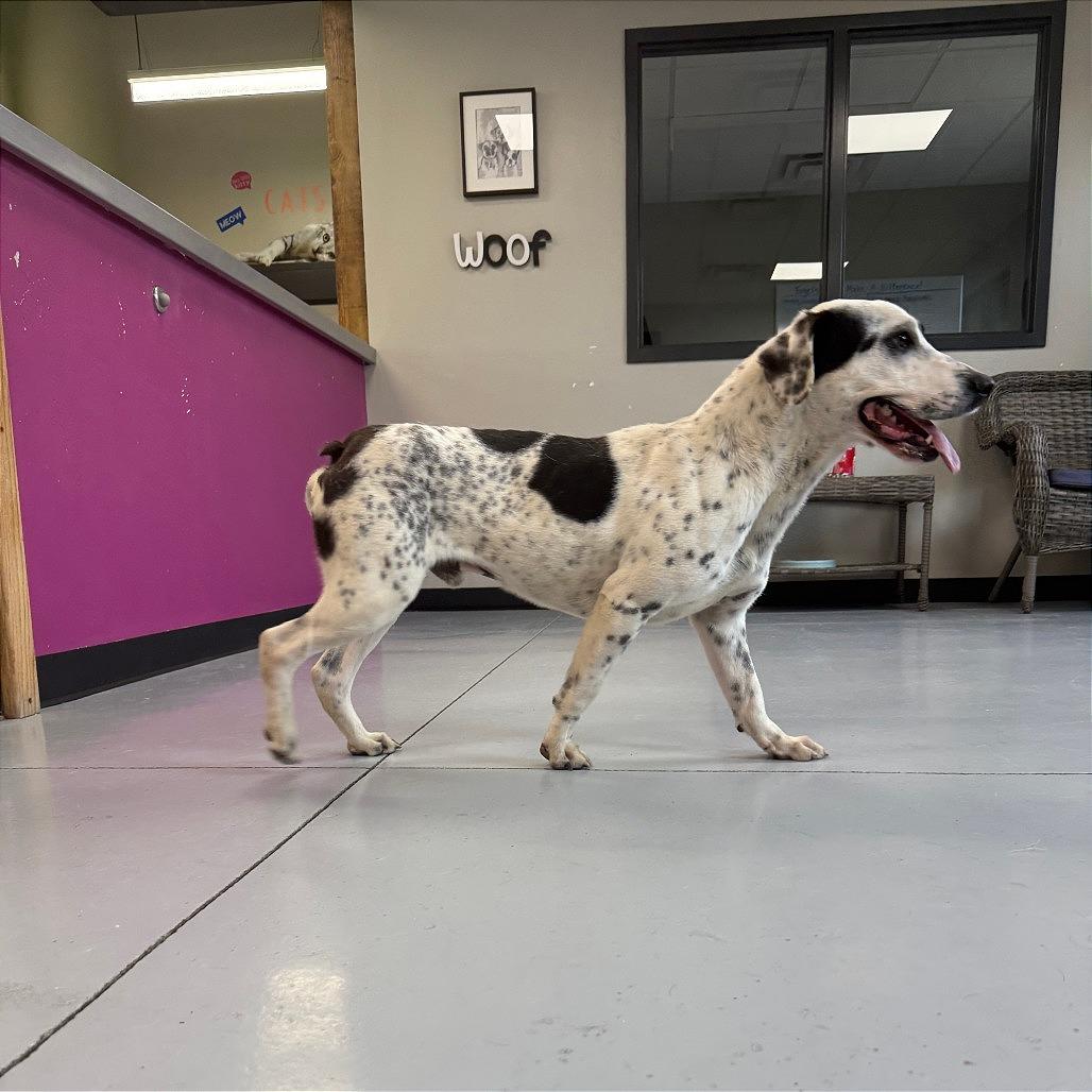 Enlarge Diesel, a Adoptable Mixed Breed in Ponca City, OK image 4/6