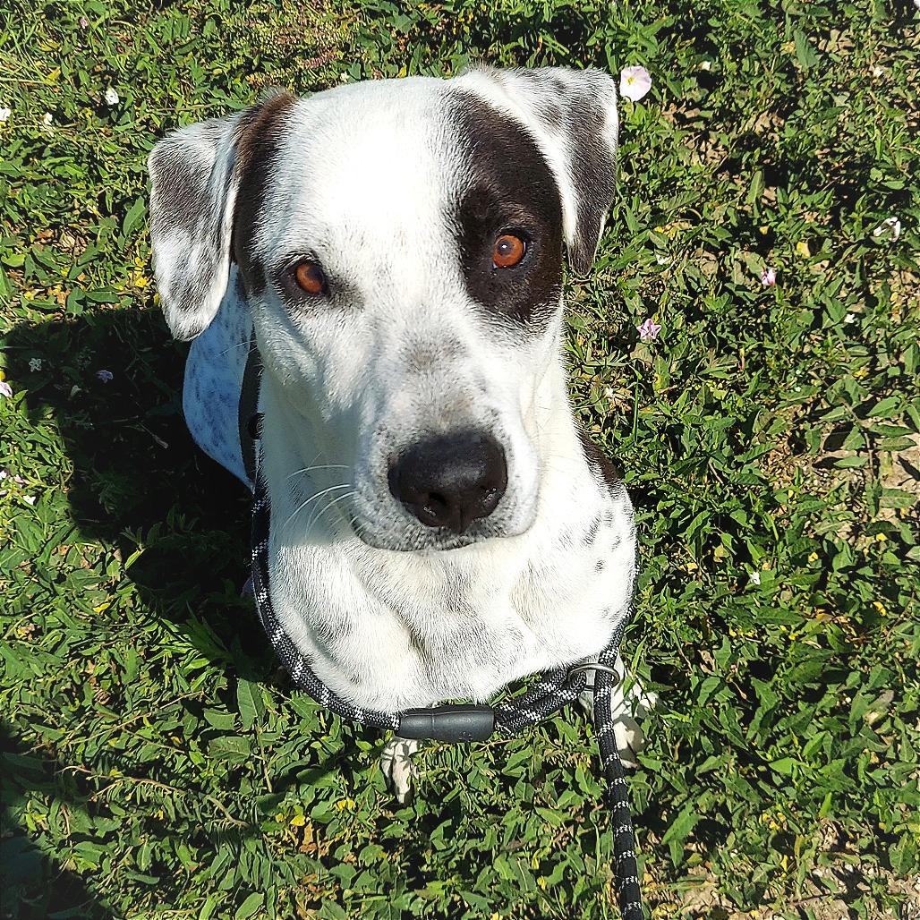 Diesel, a Adoptable Mixed Breed in Ponca City, OK image 5/6