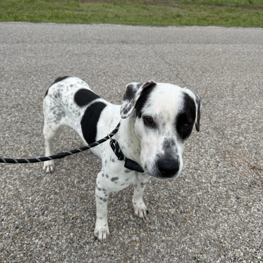 Enlarge Diesel, a Adoptable Mixed Breed in Ponca City, OK image 5/6