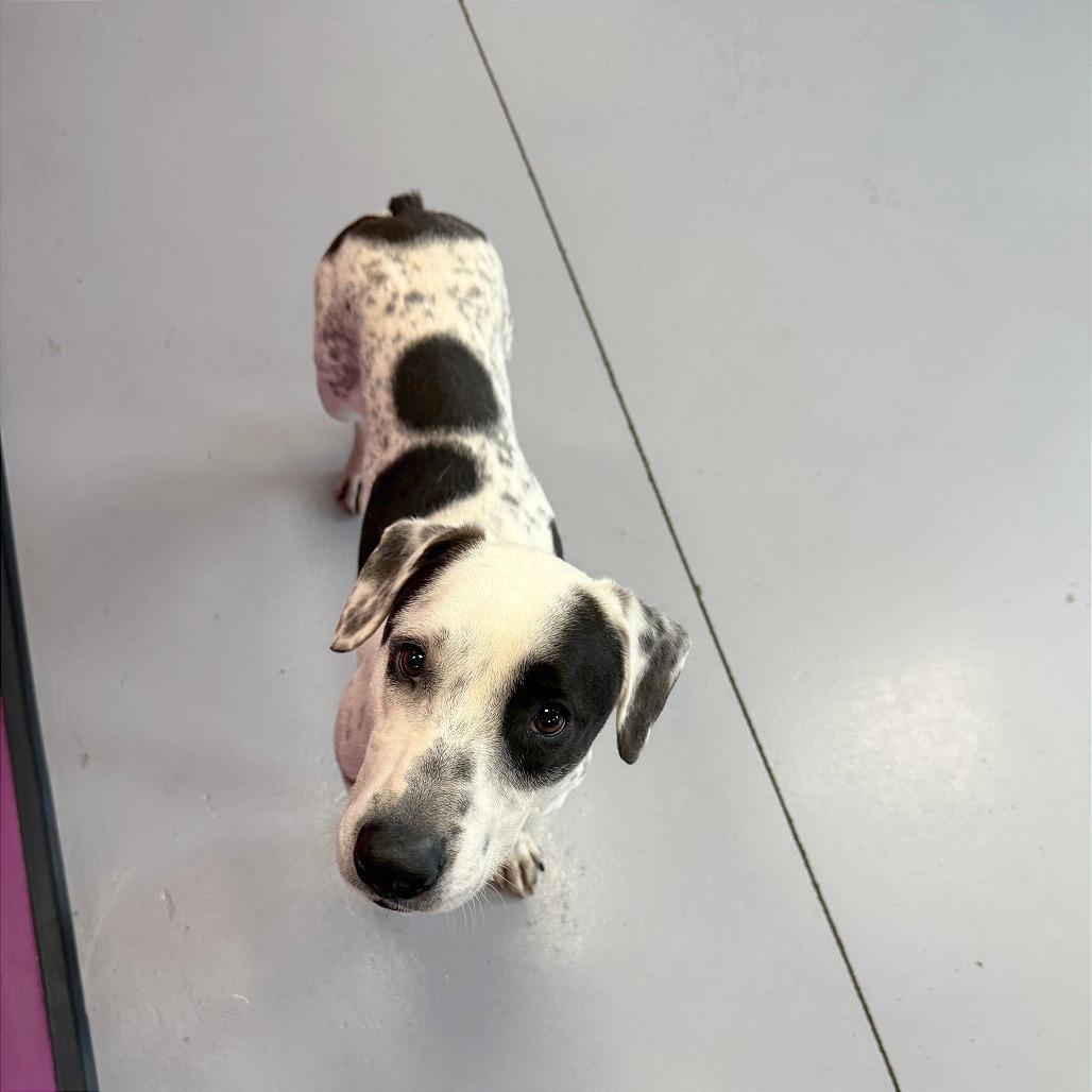 Enlarge Diesel, a Adoptable Mixed Breed in Ponca City, OK image 6/6