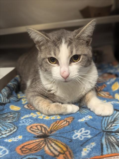 Enlarge A516956, a Adoptable Domestic Short Hair in Wilmington, NC image 1/1