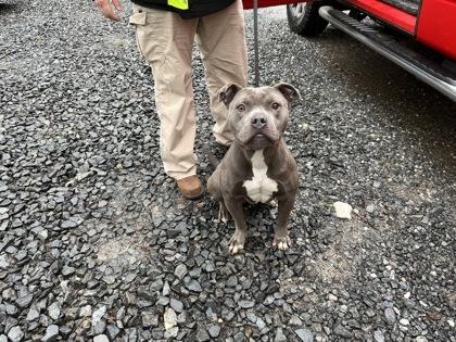 King, a Adoptable mixed breed in Blue Ridge, GA image 1/2