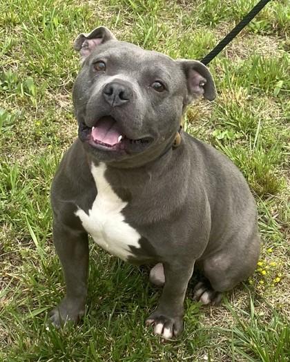Enlarge King, a Adoptable mixed breed in Blue Ridge, GA image 3/3