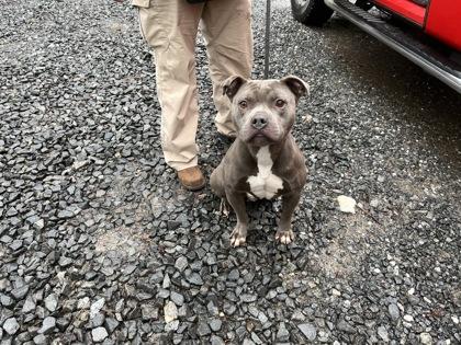 King, a Adoptable mixed breed in Blue Ridge, GA image 2/2