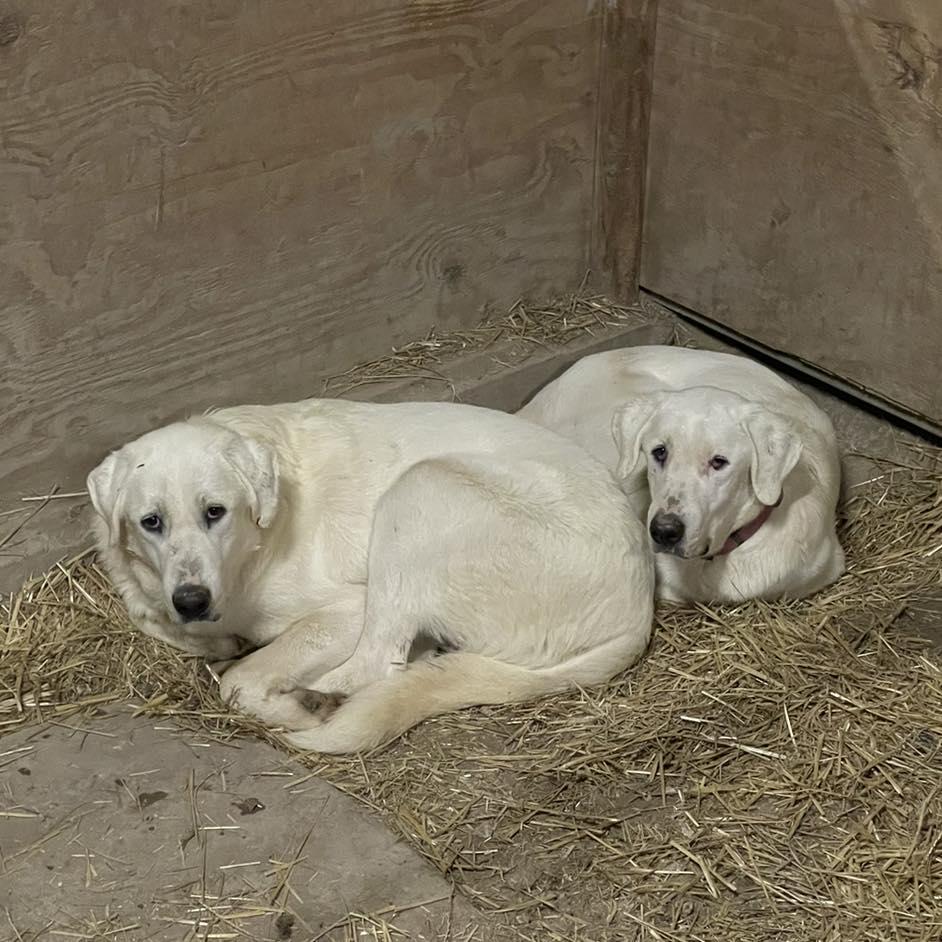 McKinney, a Adoptable mixed breed in Whitewright, TX image 1/3