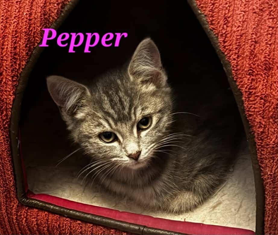 Enlarge Pepper, an adoptable Domestic Short Hair in Kitchener, ON image 1/2