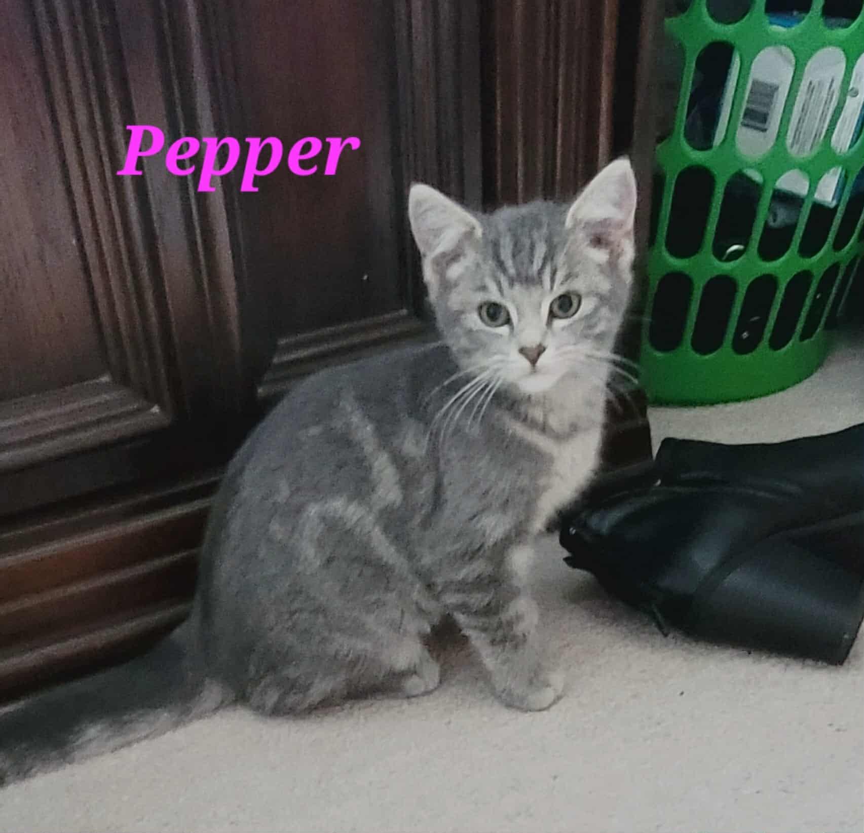 Enlarge Pepper, an adoptable Domestic Short Hair in Kitchener, ON image 2/2