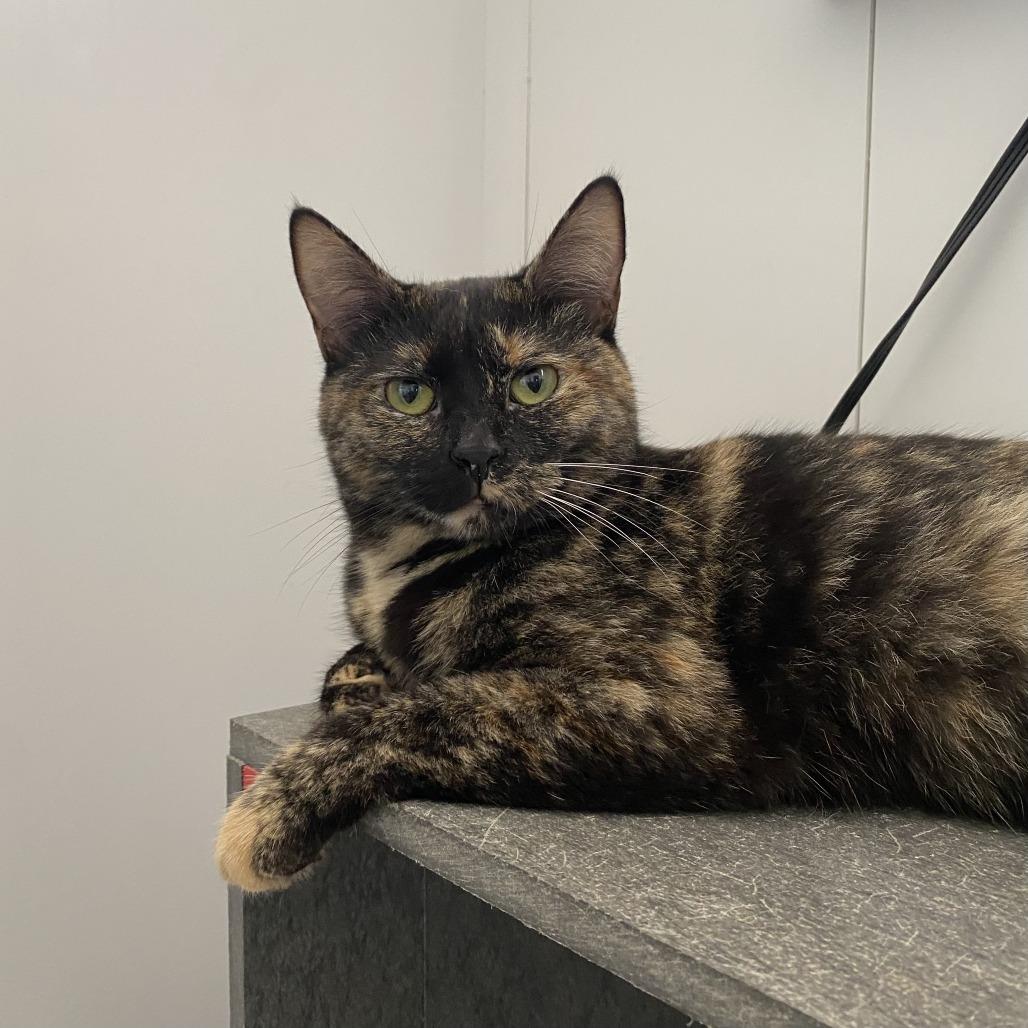 Piper, Adoptable, Young Female Domestic Short Hair.