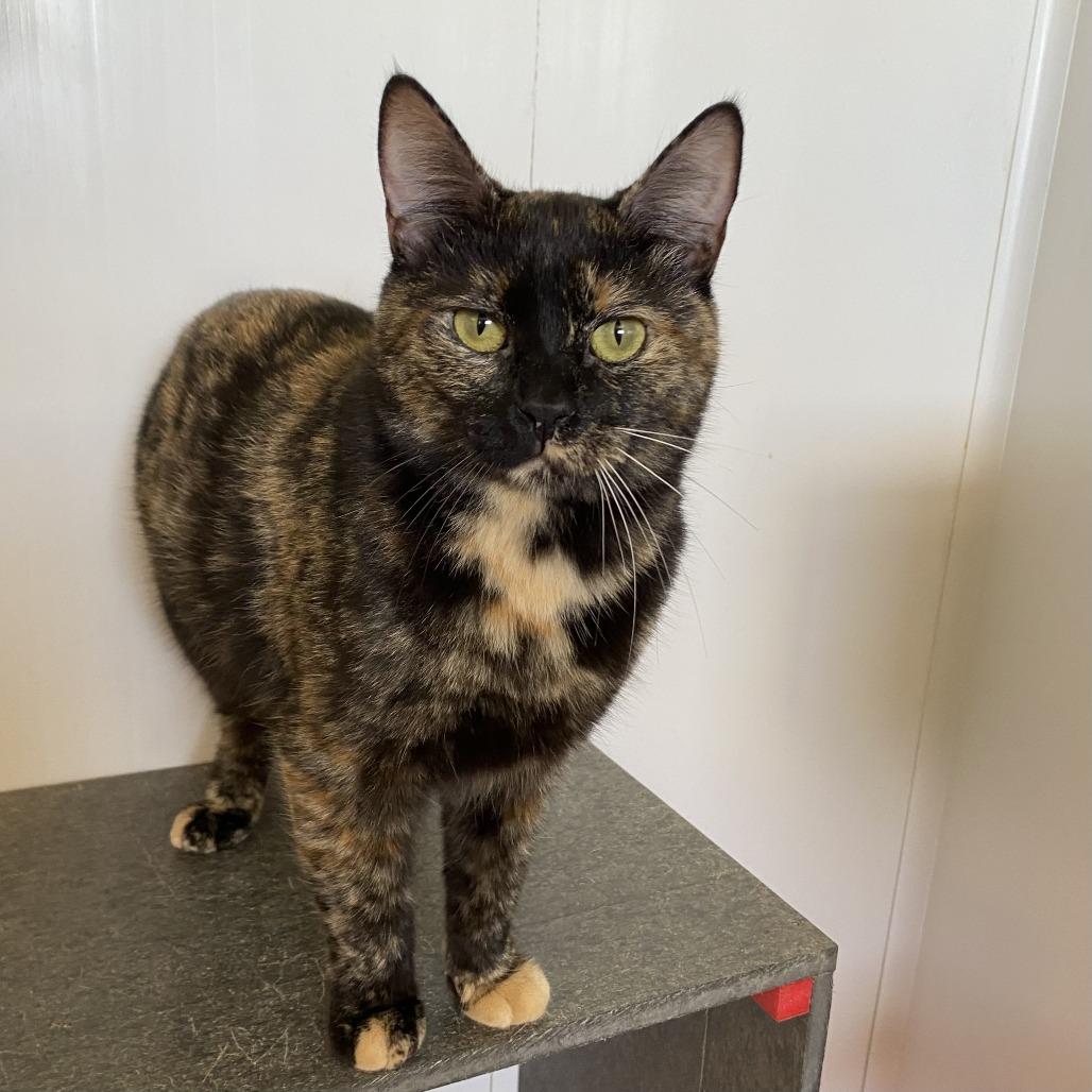 Enlarge Piper, a Adoptable Domestic Short Hair in Green Bay, WI image 2/4