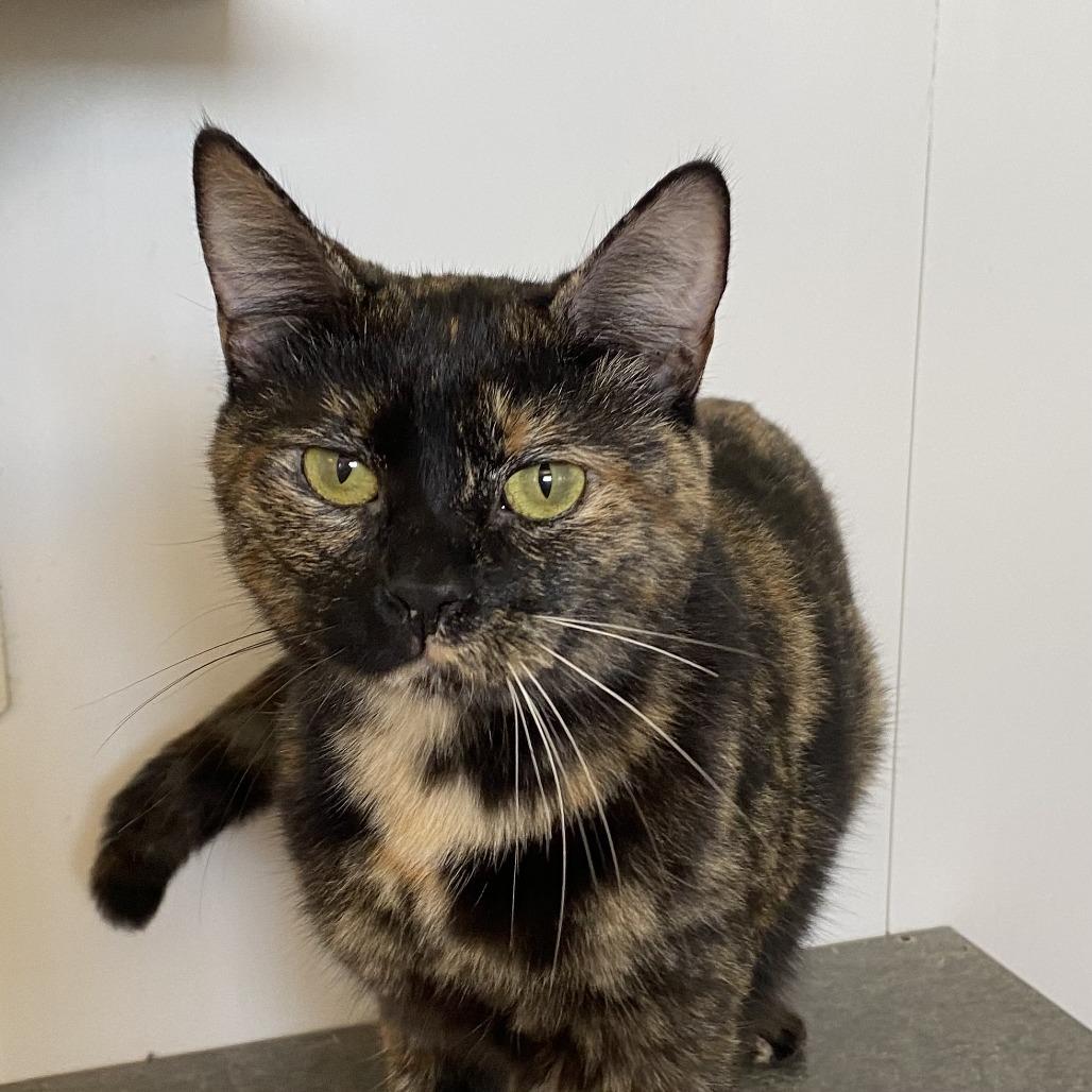 Enlarge Piper, a Adoptable Domestic Short Hair in Green Bay, WI image 3/4