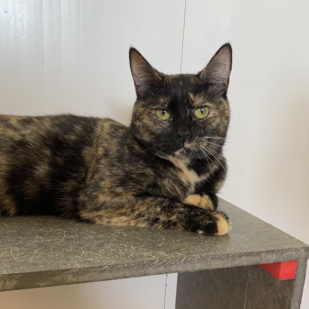 Enlarge Piper, a Adoptable Domestic Short Hair in Green Bay, WI image 4/4