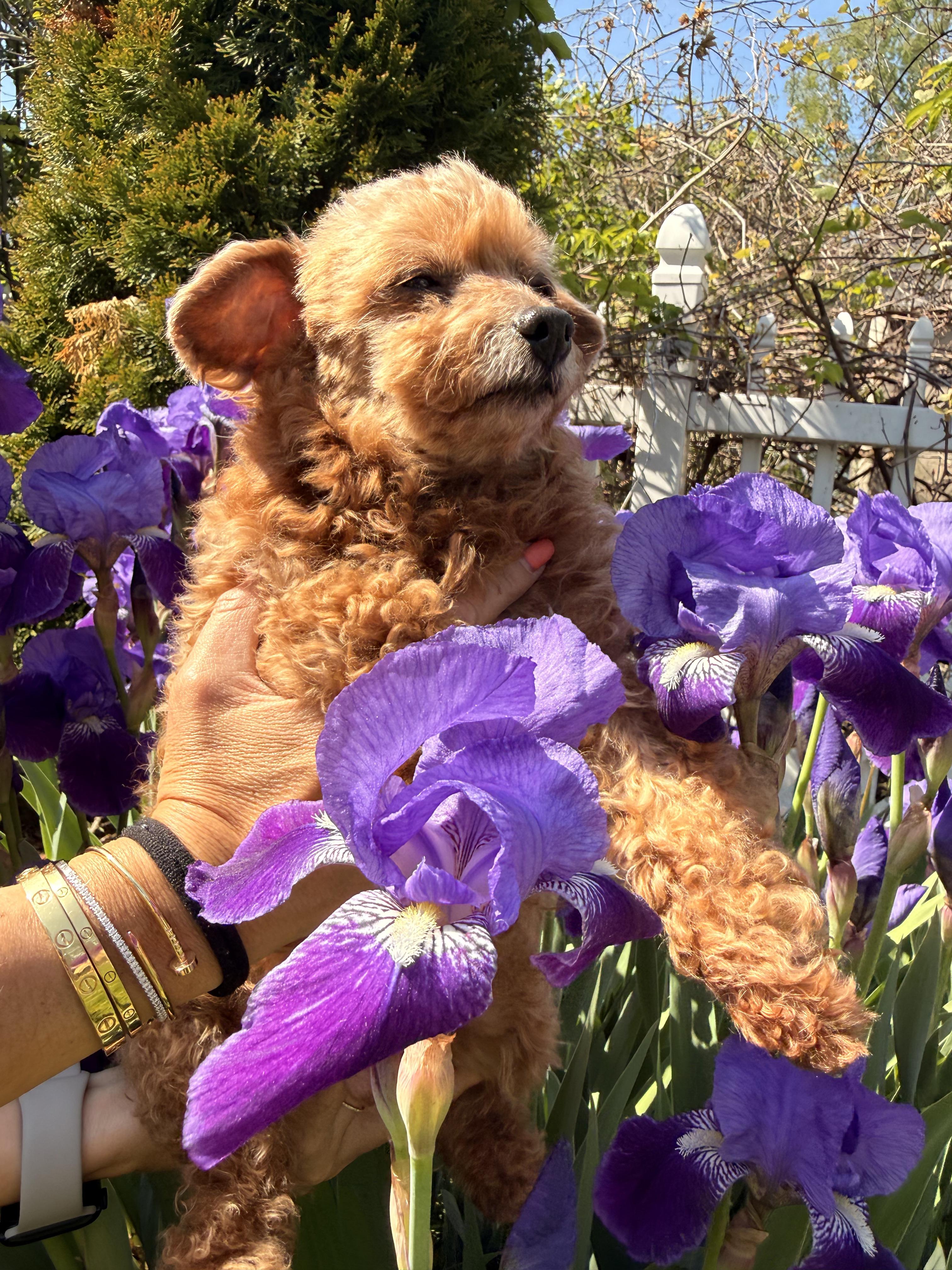 Monty , a ADOPTABLE Poodle (Toy) in Thornwood, NY image 2/6