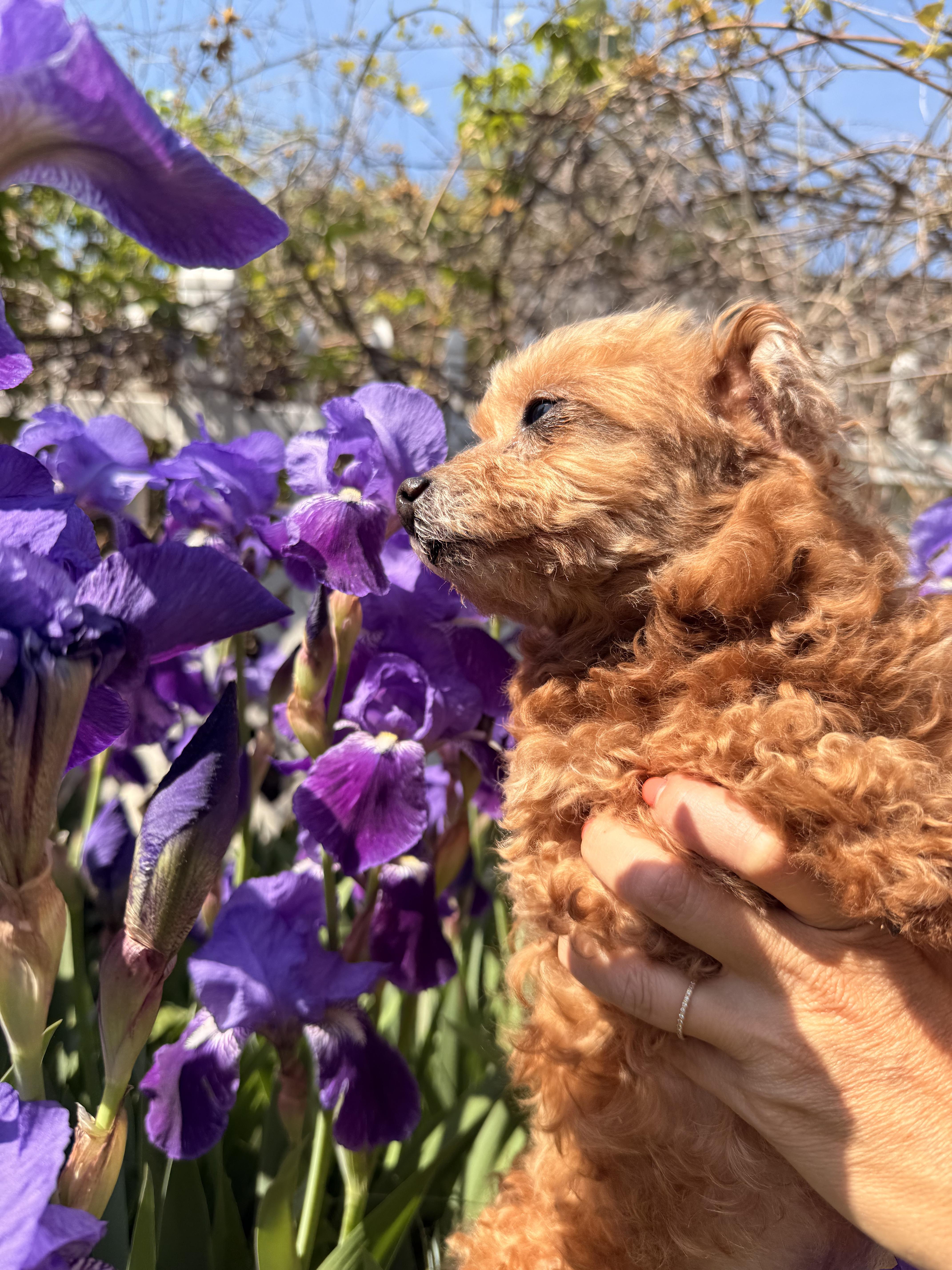 Monty , a ADOPTABLE Poodle (Toy) in Thornwood, NY image 5/6