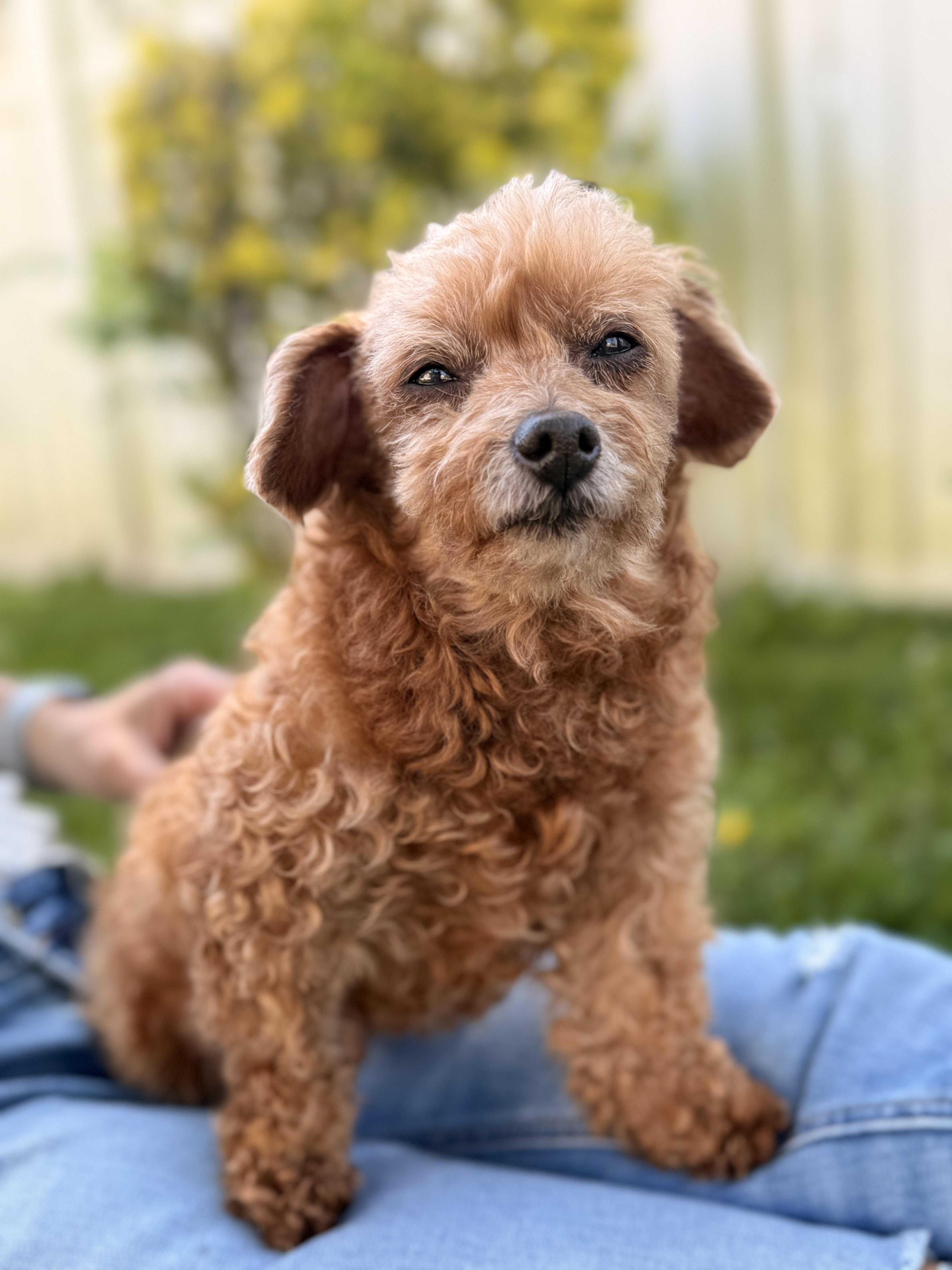 Monty , a ADOPTABLE Poodle (Toy) in Thornwood, NY image 3/6