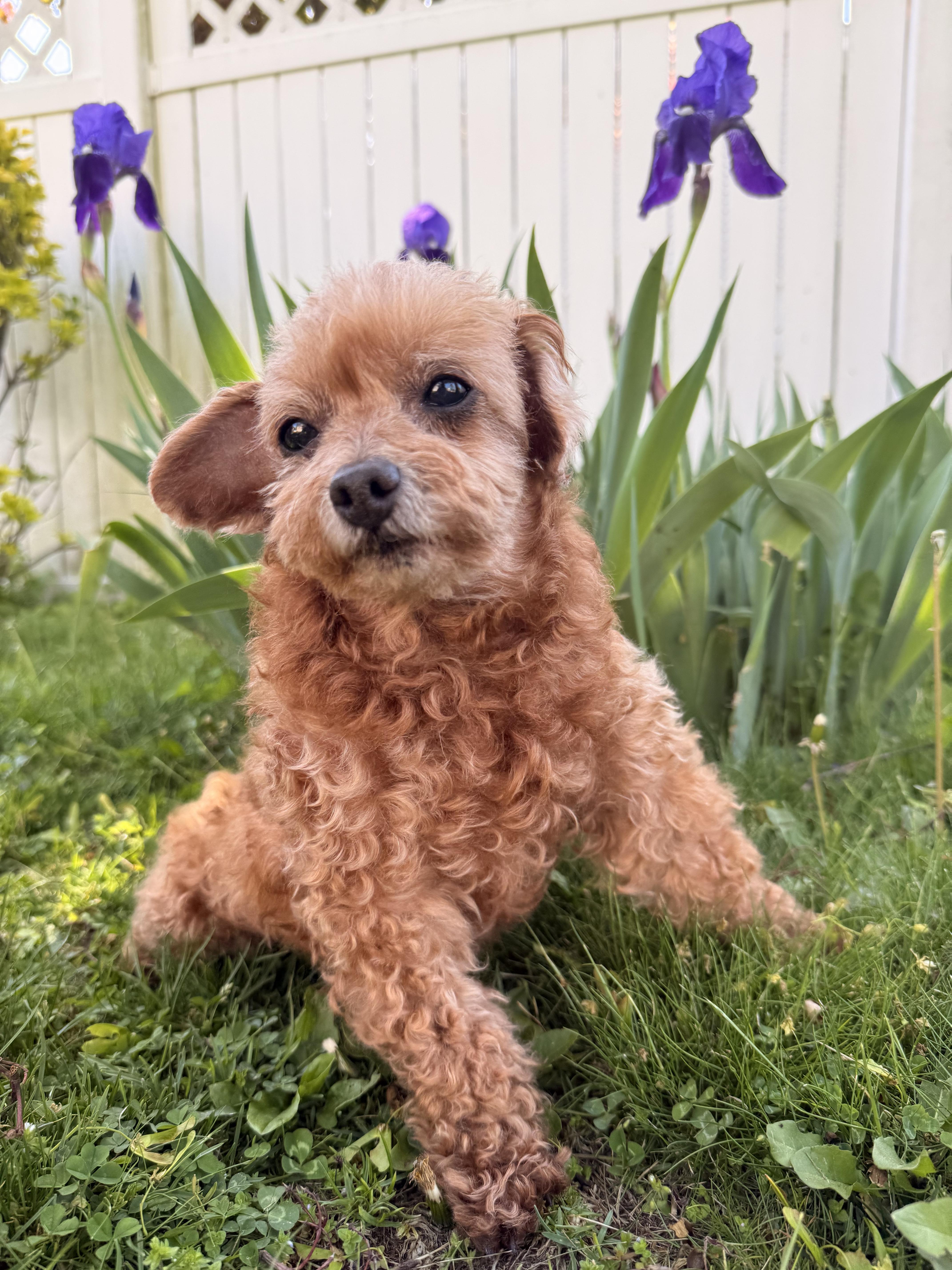 Monty , ADOPTABLE, Adult Male Poodle (Toy).