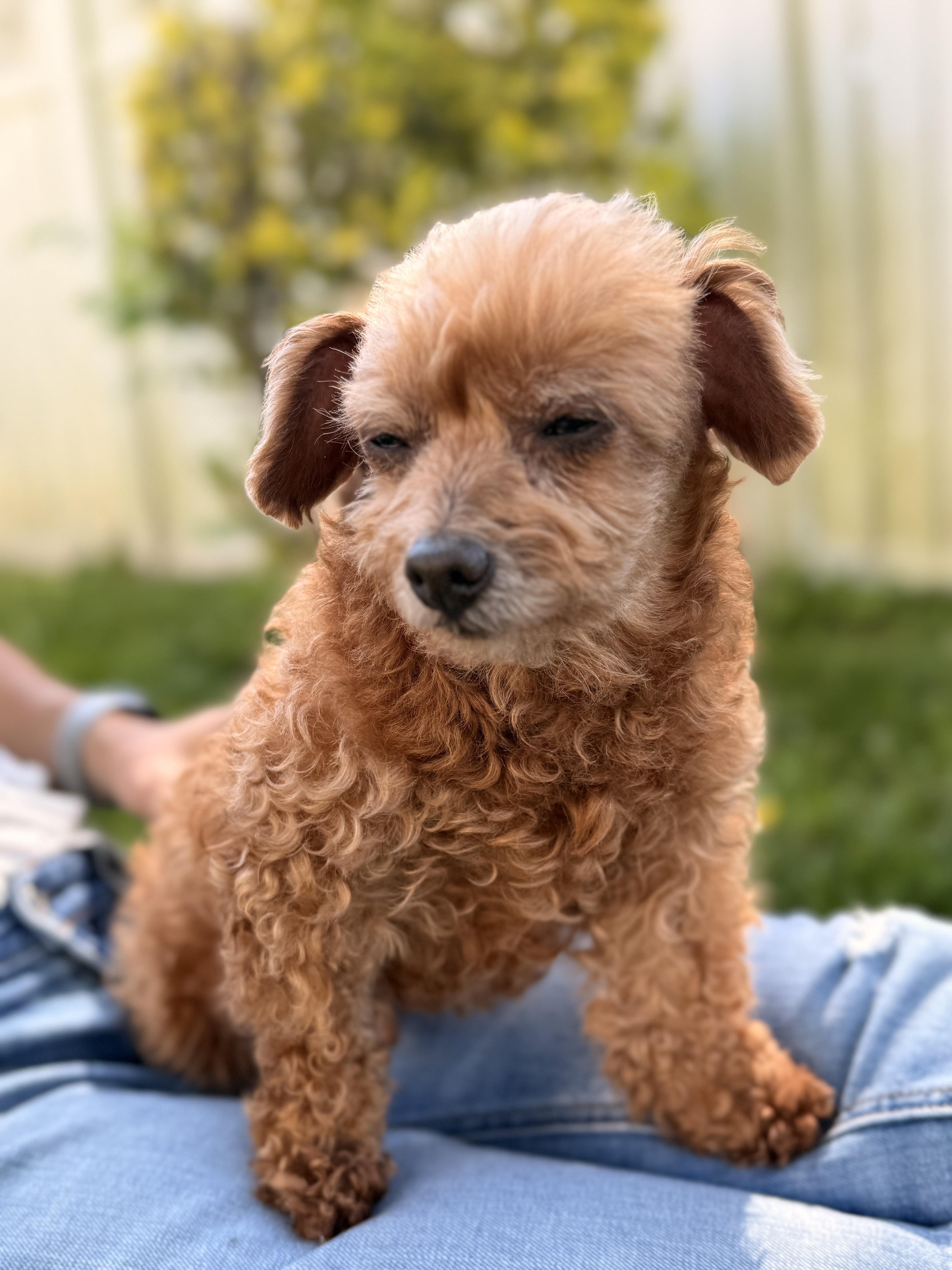 Monty , a ADOPTABLE Poodle (Toy) in Thornwood, NY image 4/6
