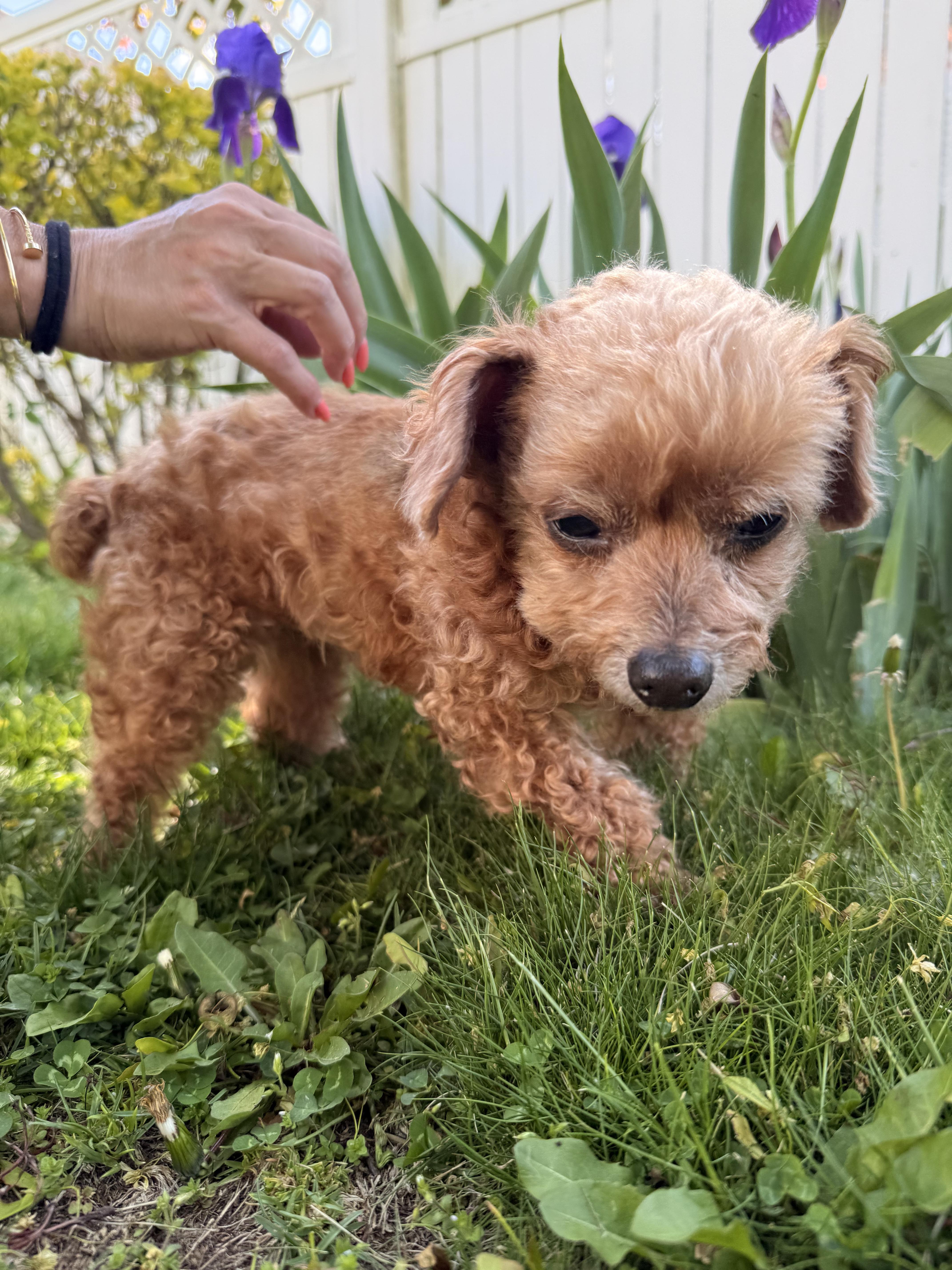 Monty , a ADOPTABLE Poodle (Toy) in Thornwood, NY image 6/6