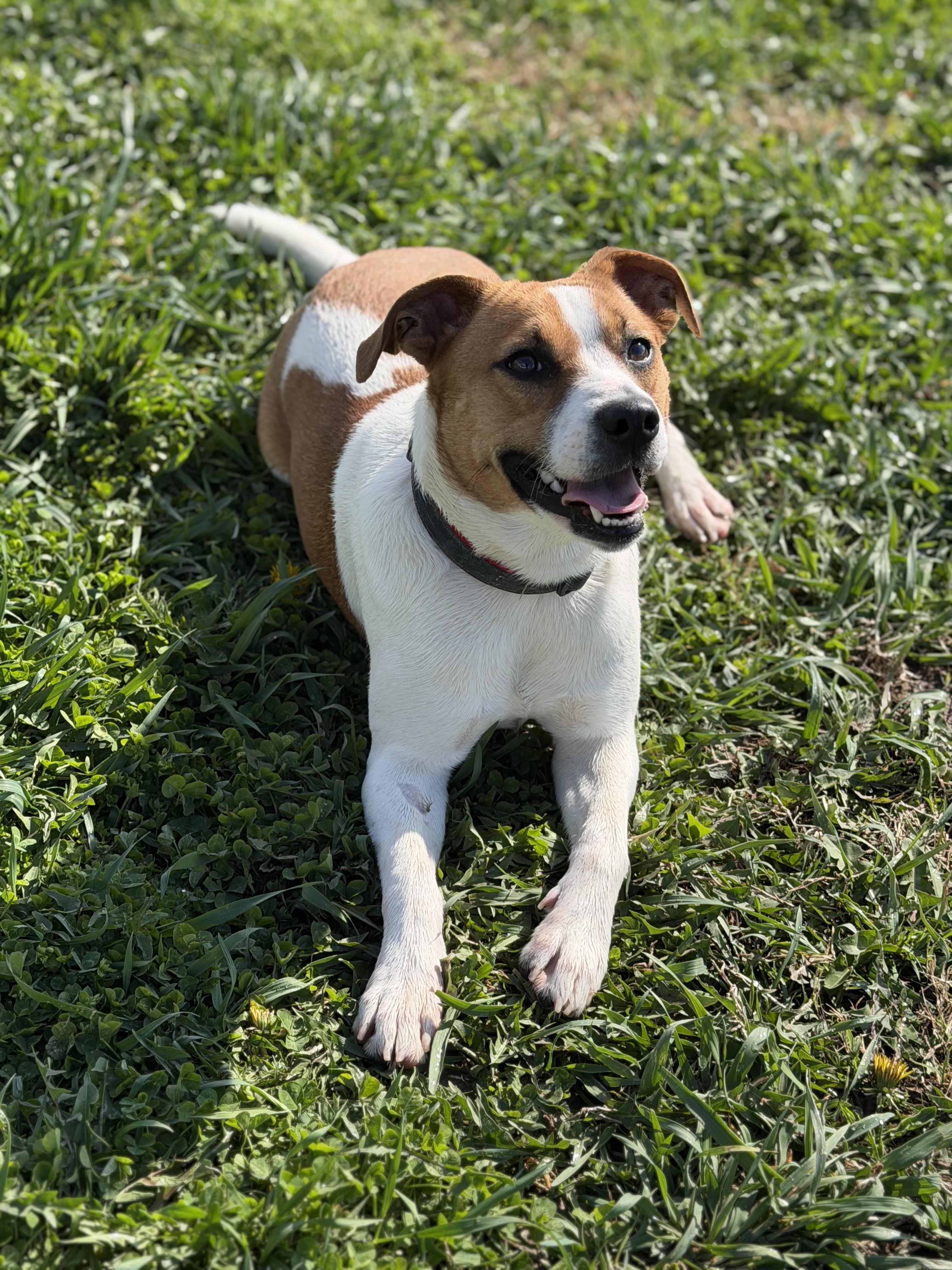Enlarge Charlie, a ADOPTABLE mixed breed in Millersburg, OH image 3/3