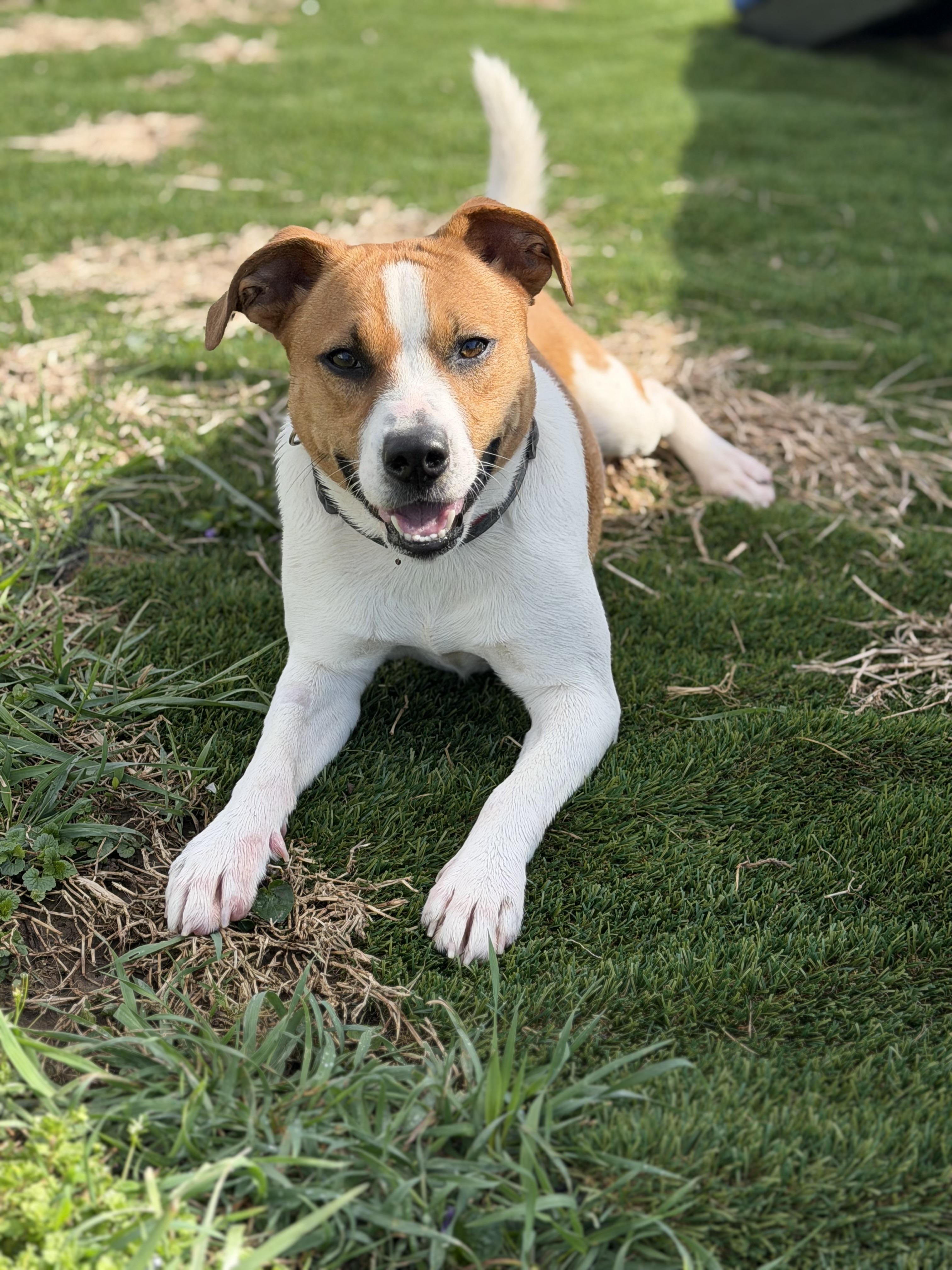 Charlie, ADOPTABLE, Adult Male Terrier & American Staffordshire Terrier.