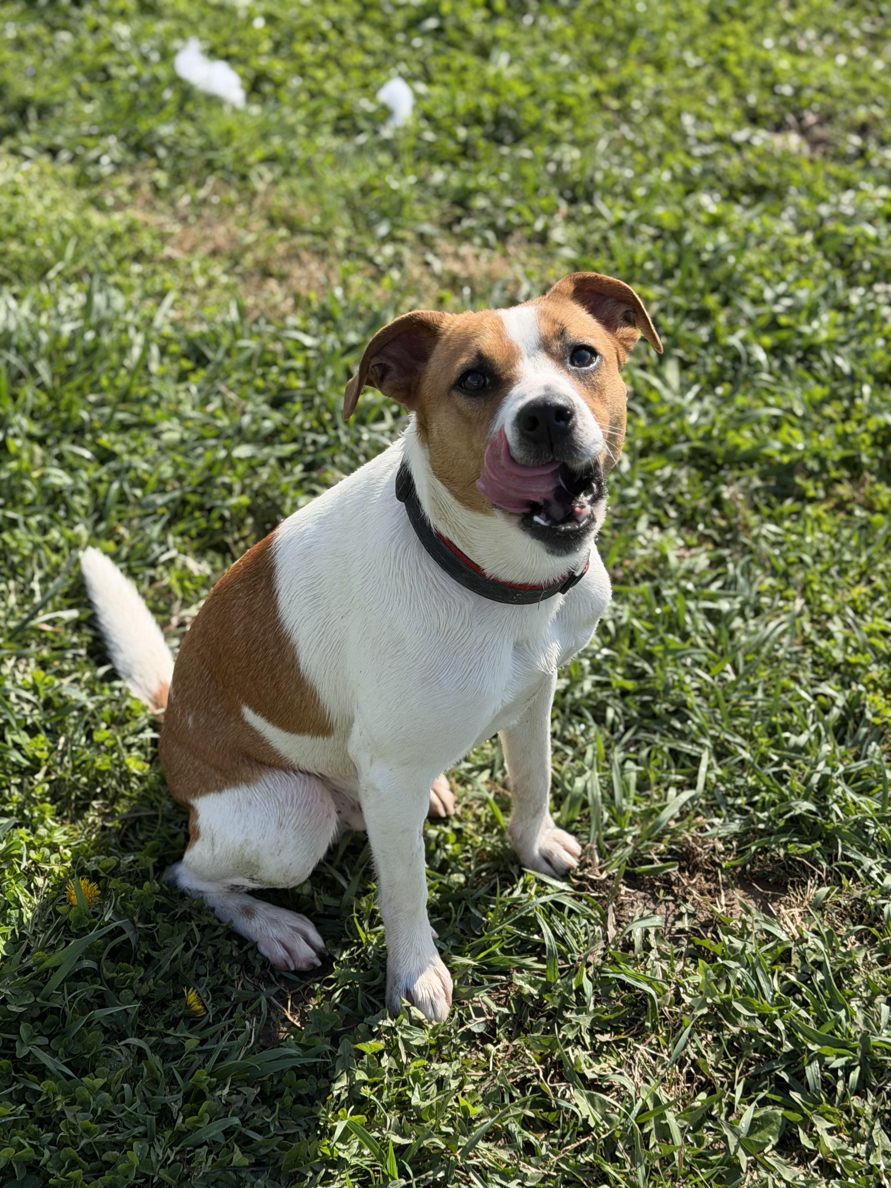 Enlarge Charlie, a ADOPTABLE mixed breed in Millersburg, OH image 2/3