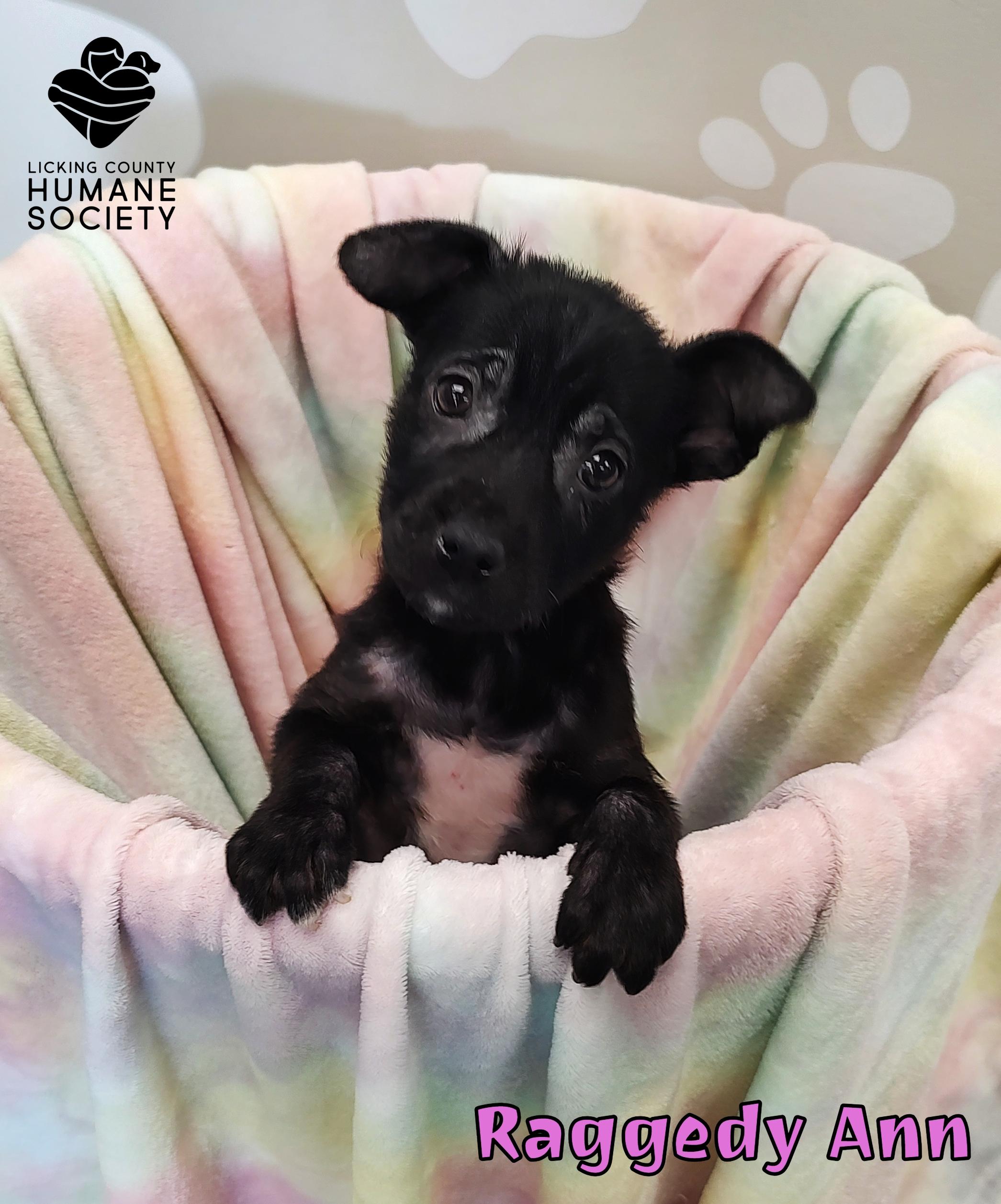 Raggedy Ann, Adoptable, Puppy Female Mixed Breed.