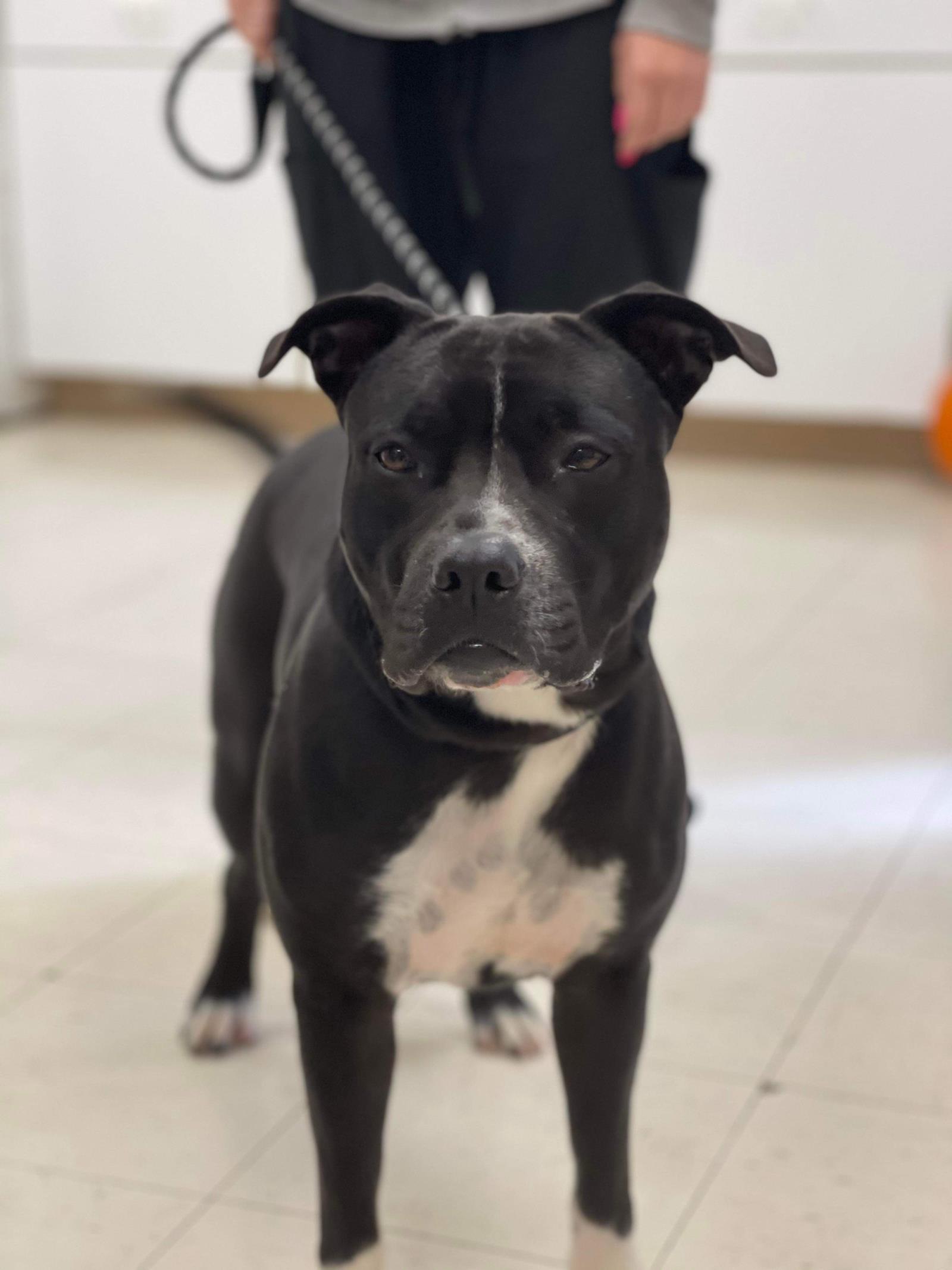 Paka (Merle), Adoptable, Adult Female Pit Bull Terrier.