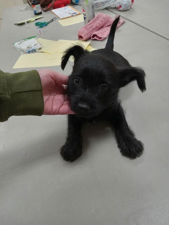 Enlarge Digby (no more applications), a Adopted mixed breed in Austin, MN image 1/1