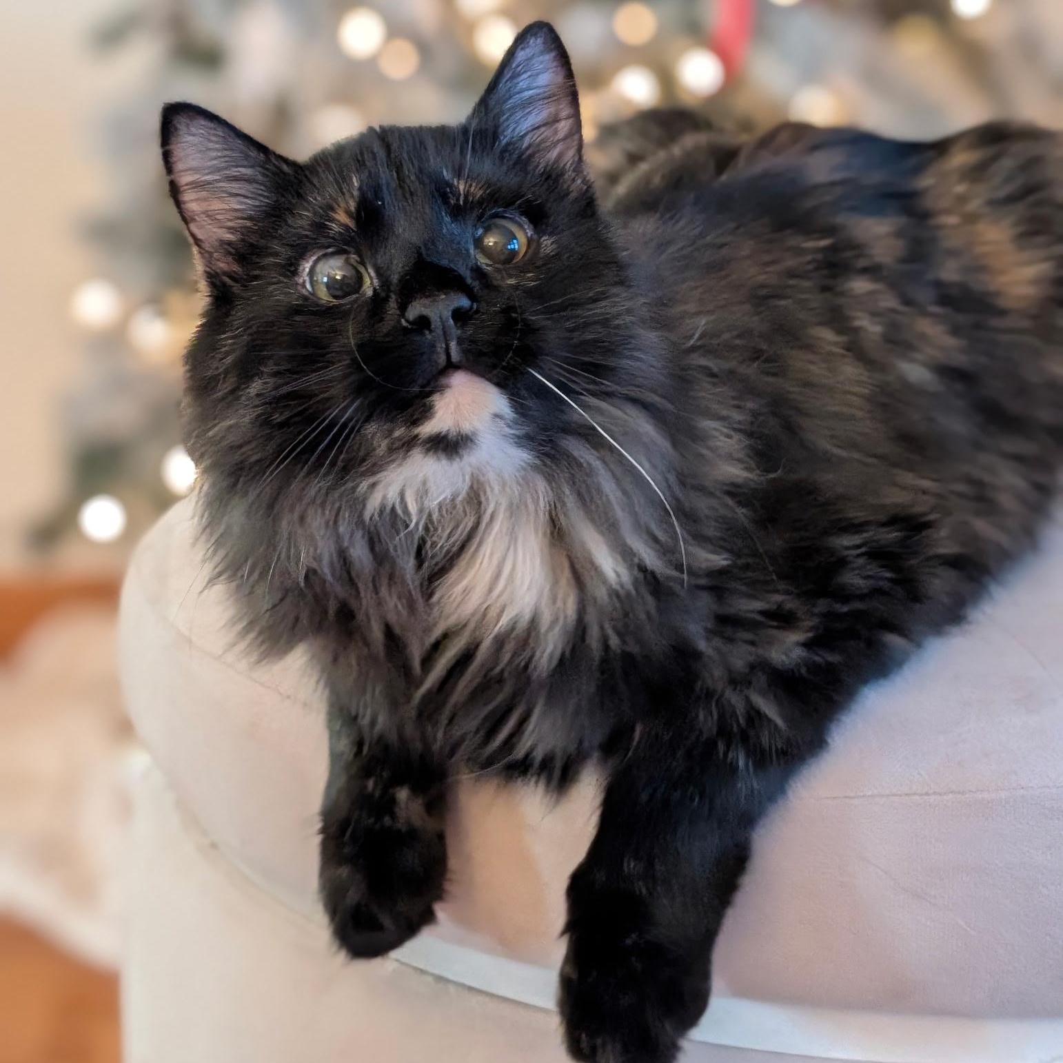 Sprinkle, Adoptable, Young Female Domestic Long Hair.