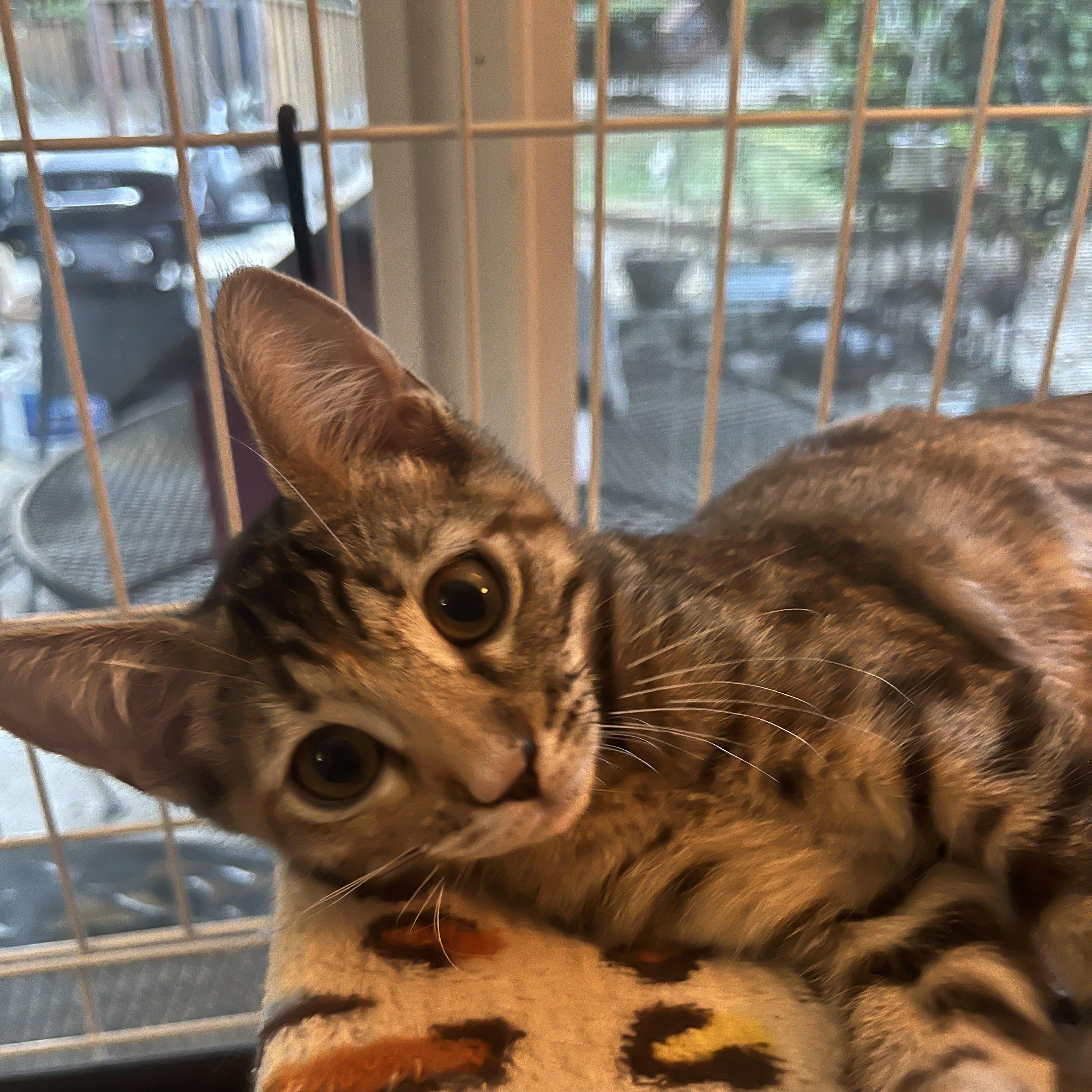 Kate M., ADOPTABLE, Young Female Tabby.