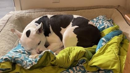 Nora (in foster), Adoptable, Adult Female Pit Bull Terrier & Mixed Breed.