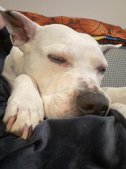 Enlarge Nora (in foster), a Adoptable mixed breed in Fishers, IN image 2/3