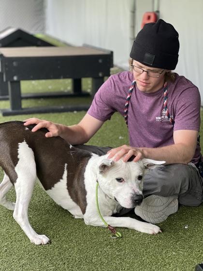 Nora (in foster), a Adoptable mixed breed in Fishers, IN image 2/3