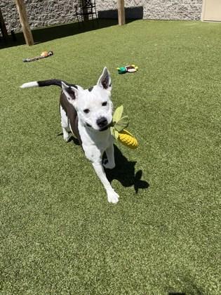 Enlarge Nora (in foster), a Adoptable mixed breed in Fishers, IN image 5/5