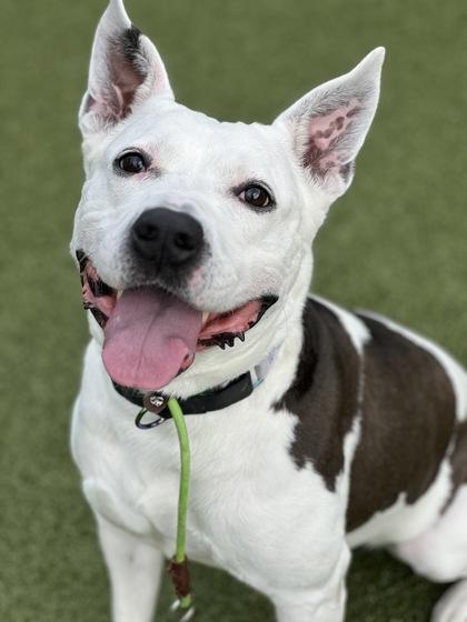 Nora (in foster), a Adoptable mixed breed in Fishers, IN image 3/3