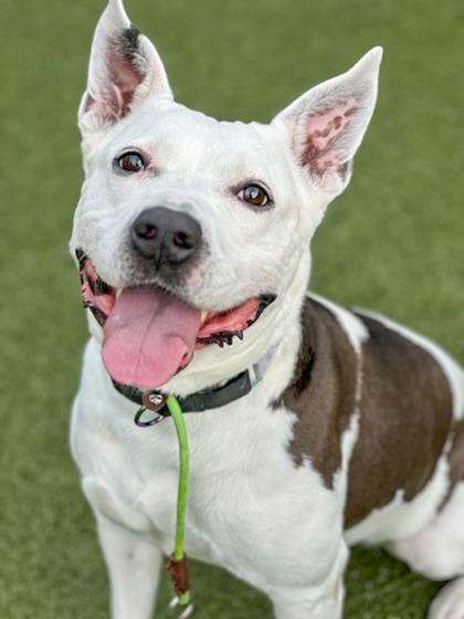 Enlarge Nora (in foster), a Adoptable mixed breed in Fishers, IN image 3/3
